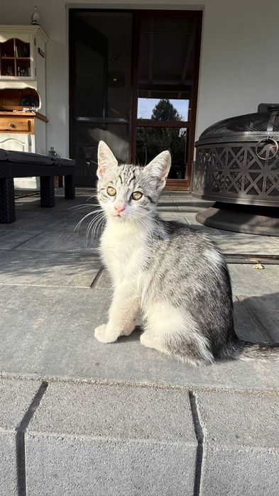 Koty 3-4 miesięczne do adopcji