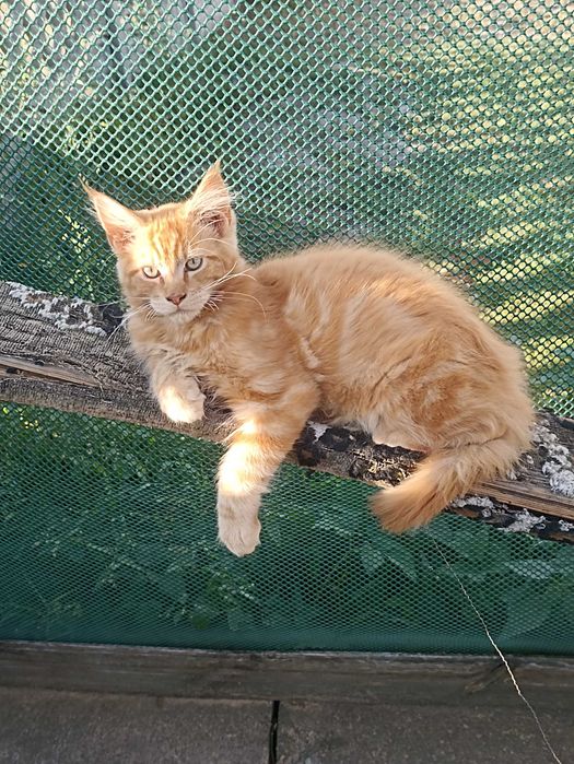 Piękne koty Maine coon