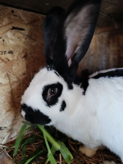 Srokacz niemiecki | Duża samica