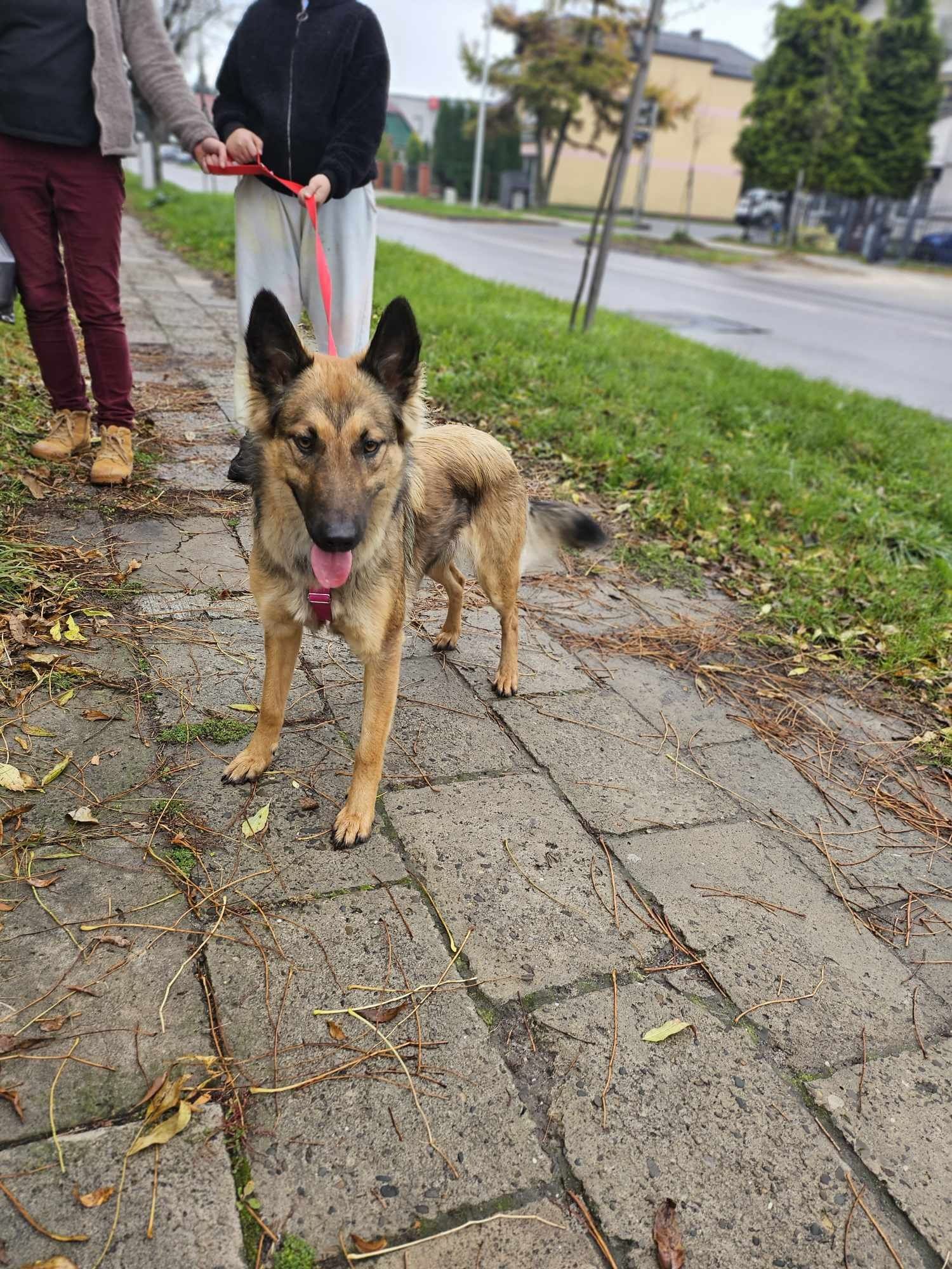 Piękna Luna, pozostawiona na pastwę losu przez swoją "rodzinę"