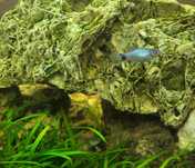 Zmienniak - Platka - Platynka - BLUE MICKEY