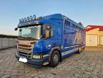 Scania P360  Scania P360 z wagą do przewozu Bydła * Zwierząt * Żywca
