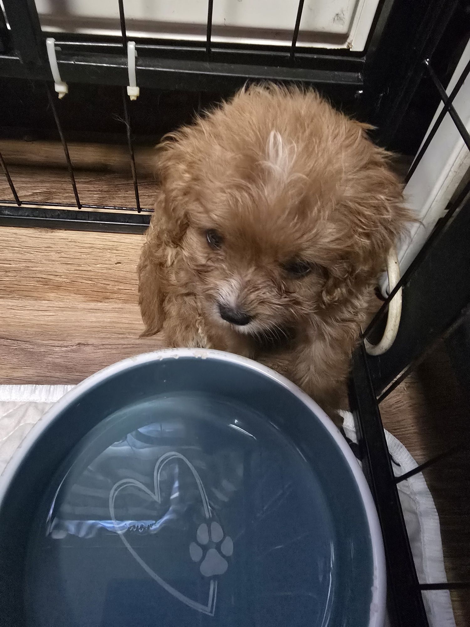 Śliczna Suczka cavapoo