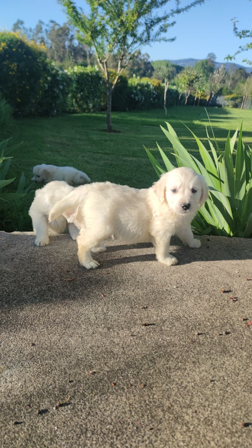 Golden Retriever (macho)