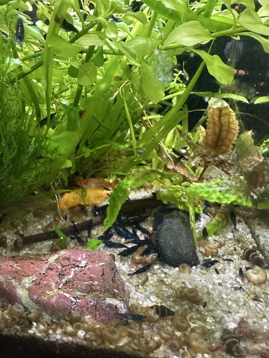 Креветка синя неокардіна