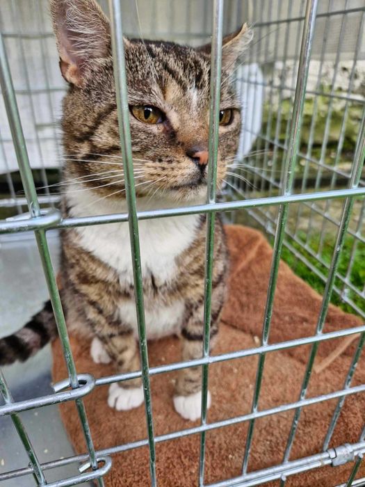 Morusek szuka domu wychodzącego, domu z ogrodem