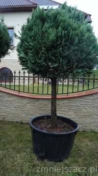 drzewo formowane 150cm średnicy korona