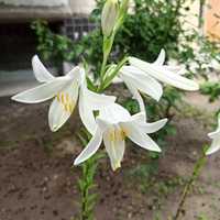 Белая лилия (луковица с цветком)