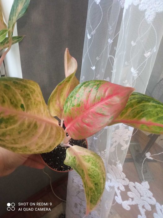 Шикарні аглаонеми