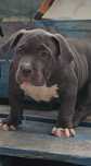 Americano bully pocket Menina