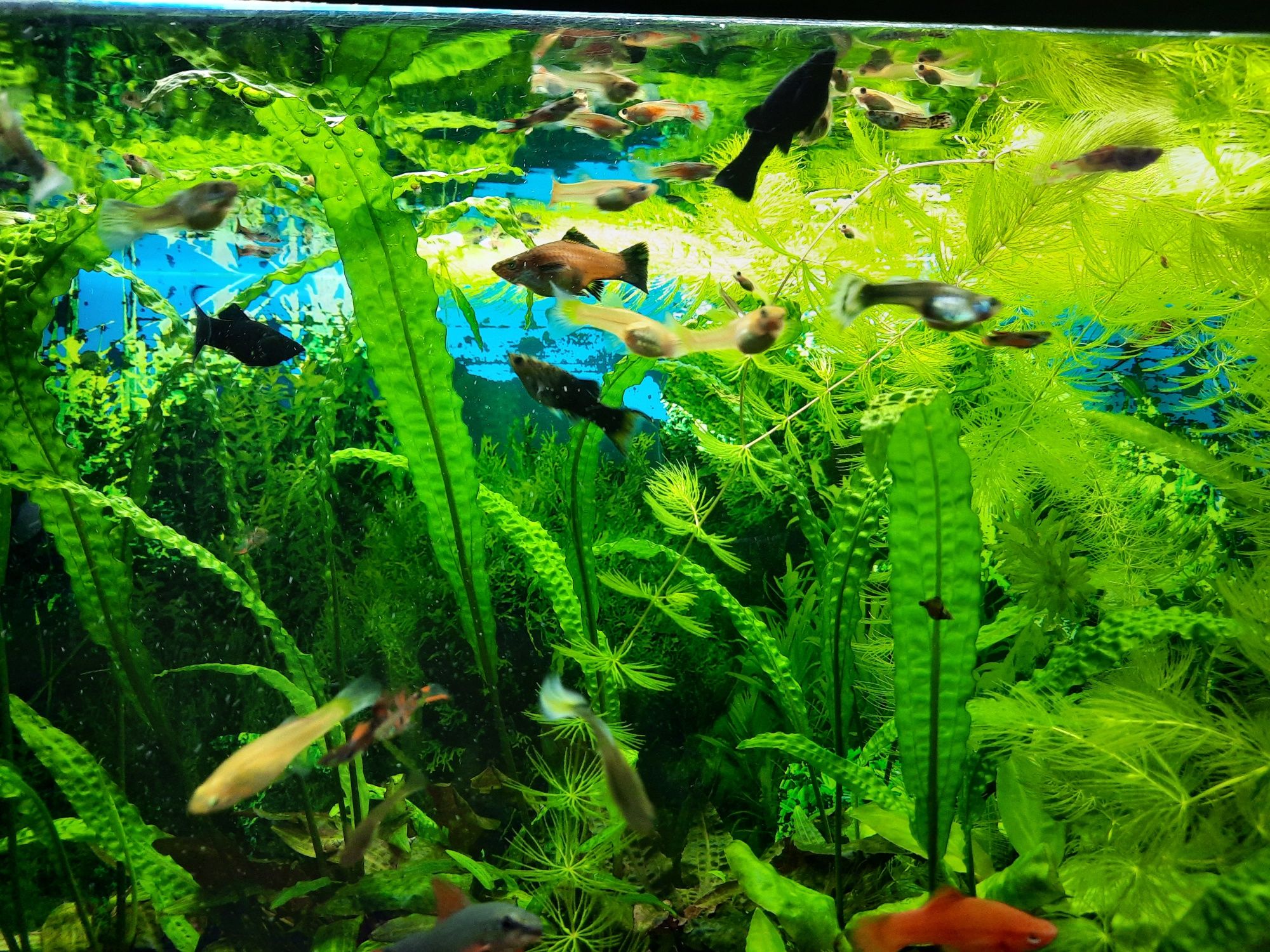 Рибки гупі та рослини
