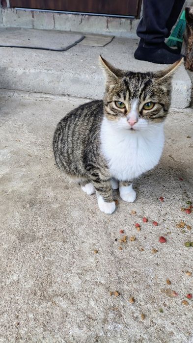 Oddam kociaki 3 Miesięczne w dobre ręce