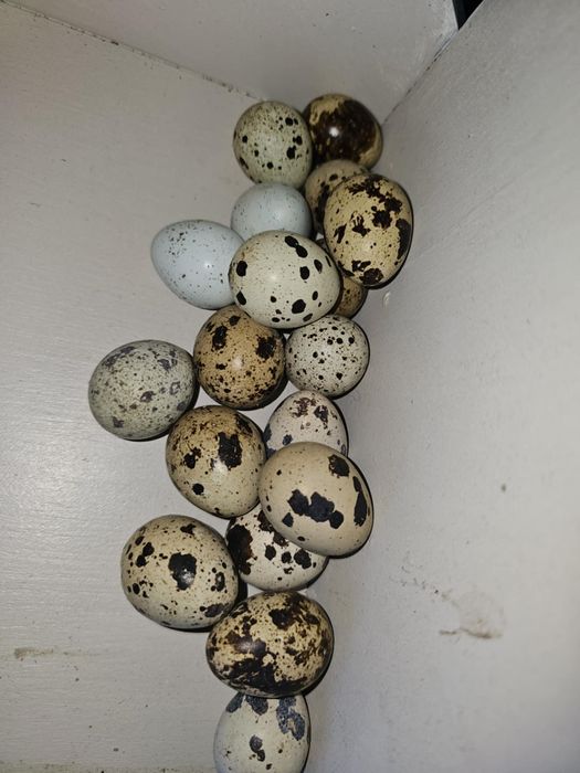 Świeże jajka przepiórek -60 gr sztuka