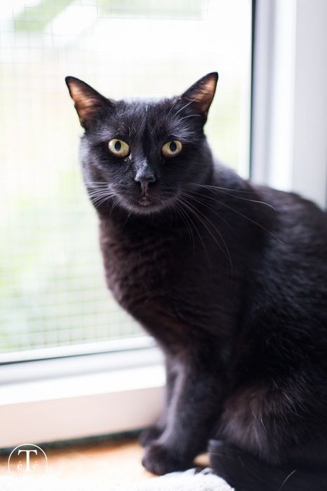 HELIOSEK - prześliczny czarnulek szuka domu