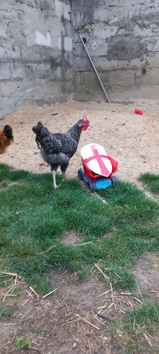 Kogut młody 25 tygodni