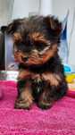 Yorkshire Terrier Macho, pais com LOP, vacinas, desparasitações