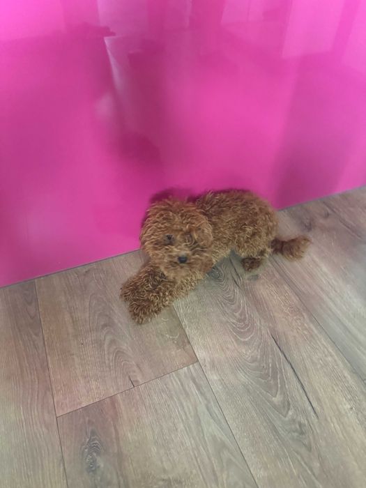 Maltipoo hybryda Maltańczyk i Pudel Piesek