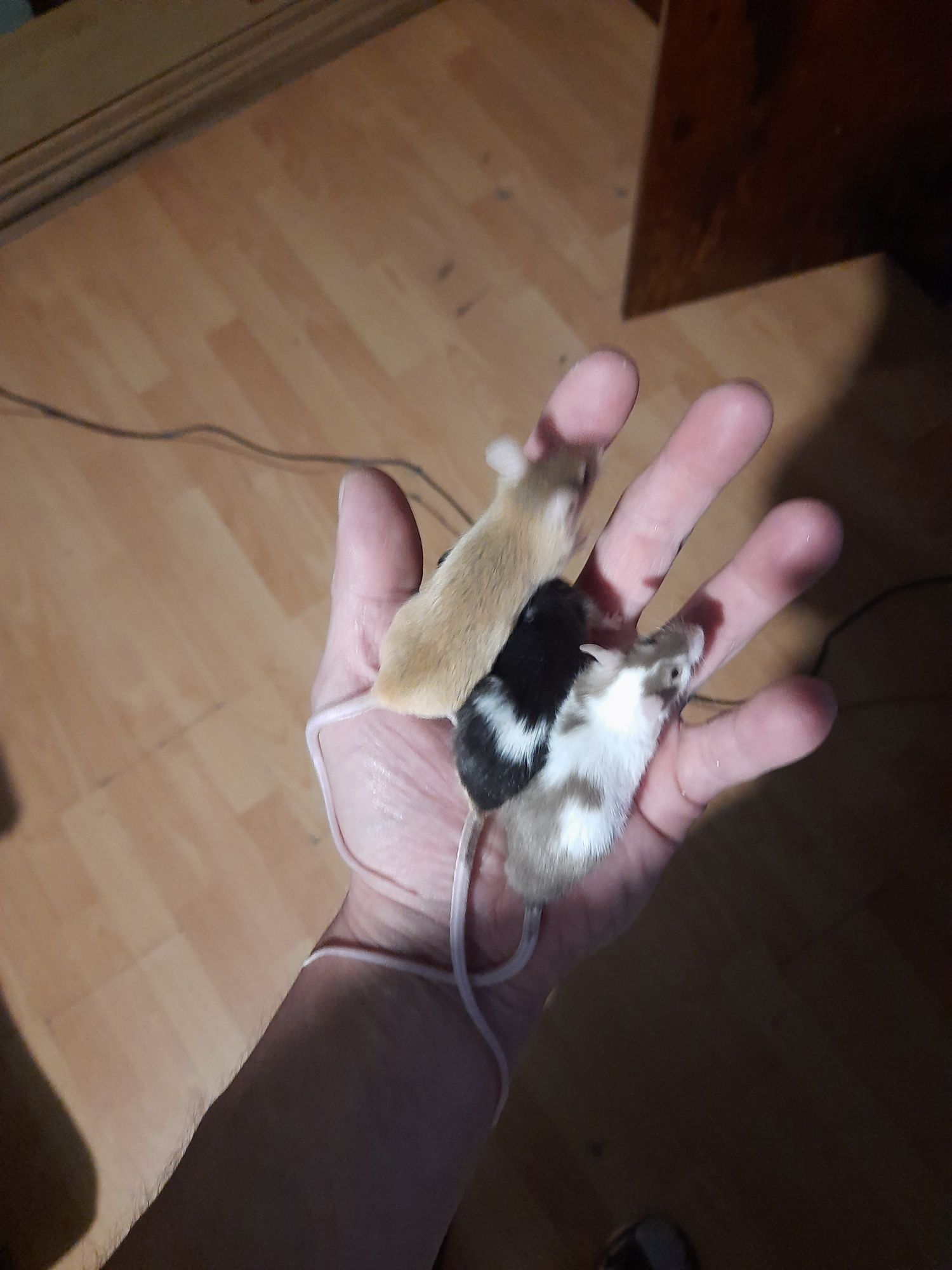 Klatką z wyposażeniem na myszy chomiki gryzonie itp