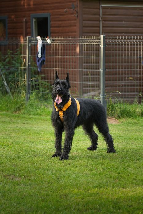 Sznaucer Olbrzym szczenię ZKwP rodzice import