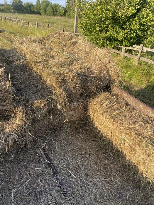 Продам сіно 2025 в тюках