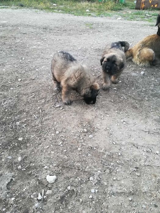 Vendo Cachorro Serra da Estrela