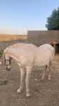 Cavalo capado mosqueado 12 anos montado e engatado