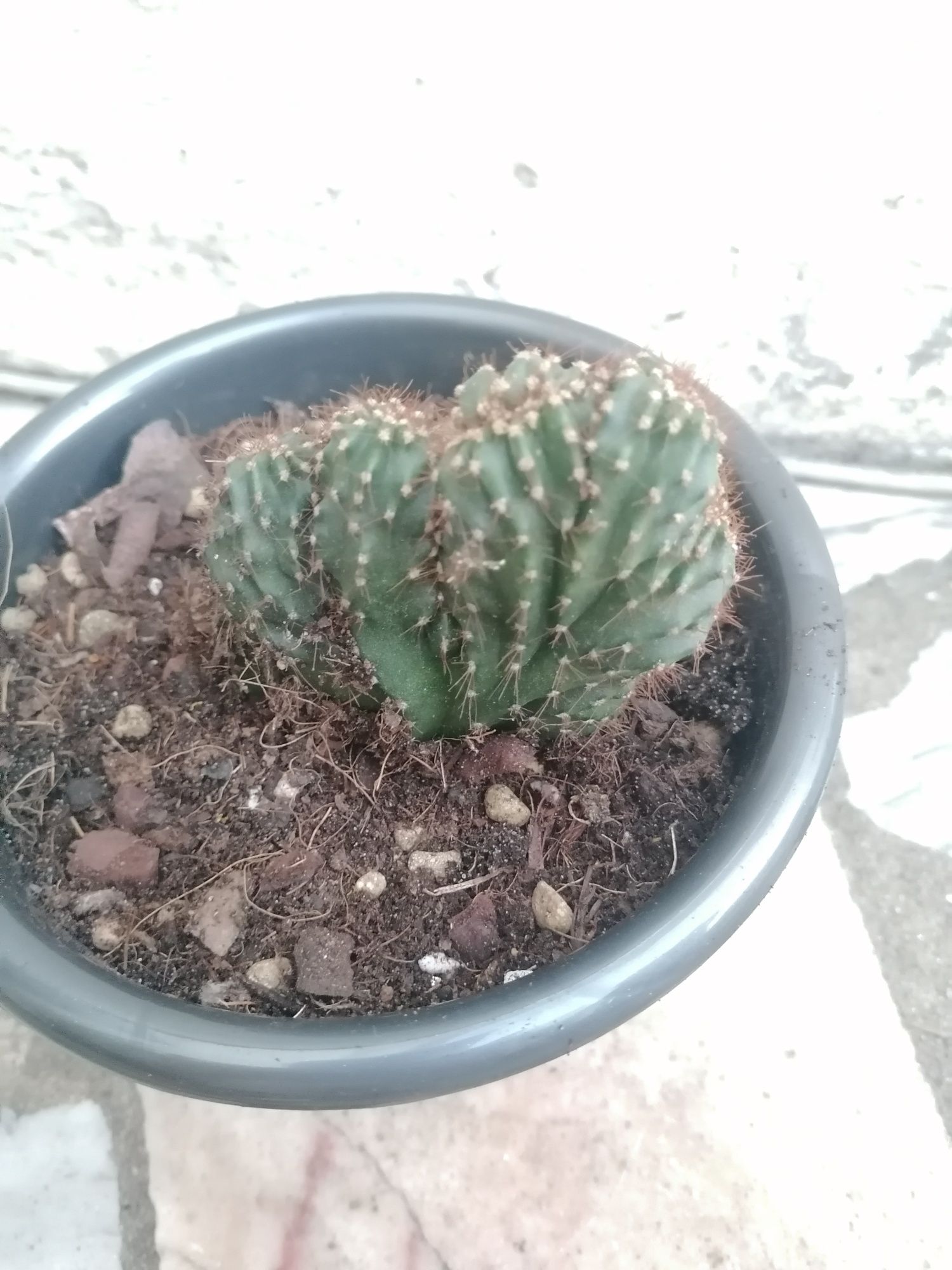 Cato Lophocereus marginatusf. cristata