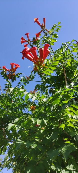 Кампсис укореняющийся