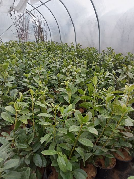 Laurowiśnia novita 15 zł ł