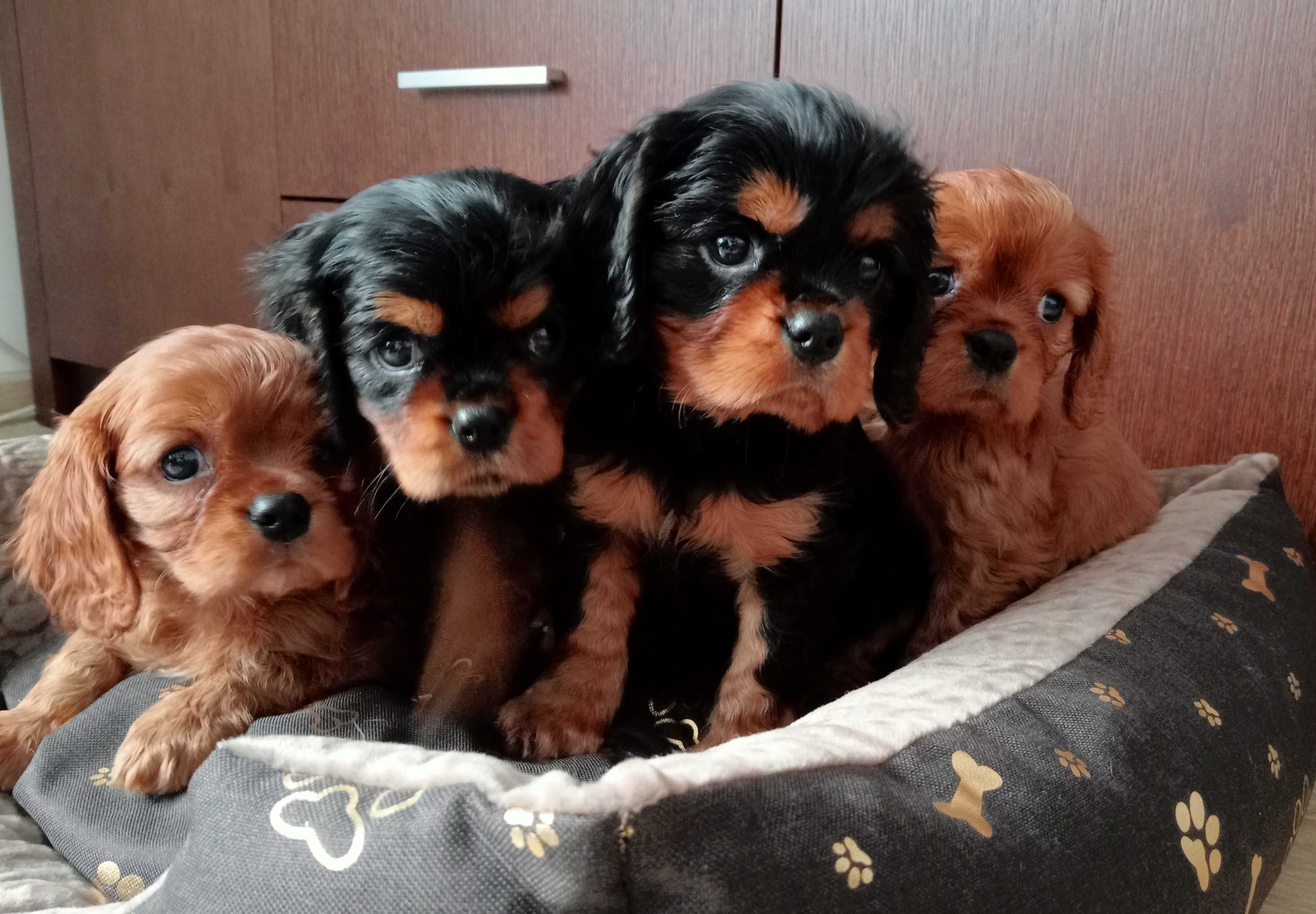 Cavalier King Charles Spaniel - szczeniak piesek RUBY RUBINOWY