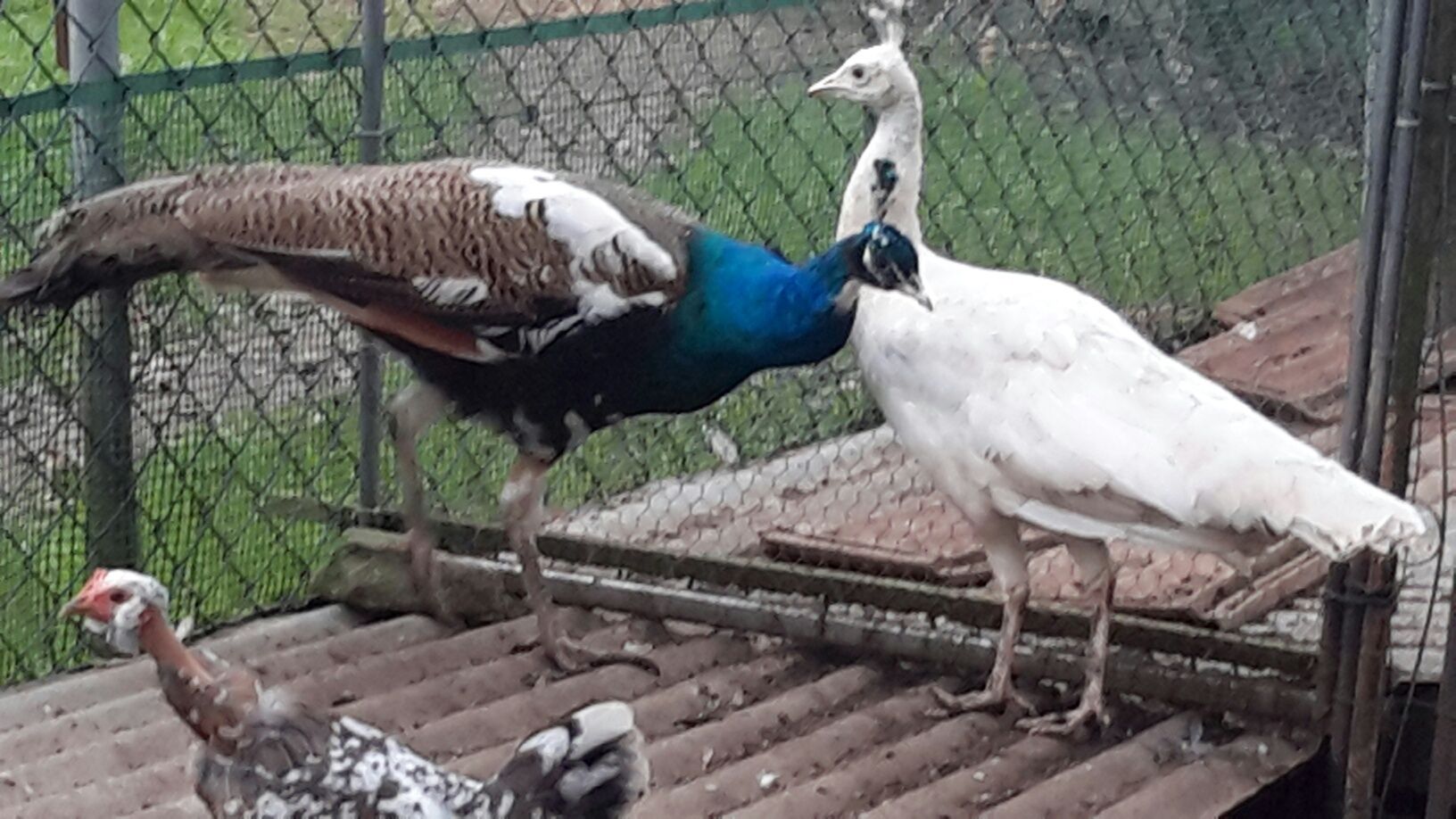Pavões *Várias Raças*