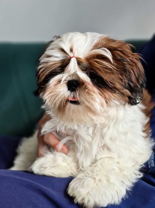 Shih-tzu FCI/ZKwP, chlopiec/ piekny czerwony kolor ZKwP/FCI