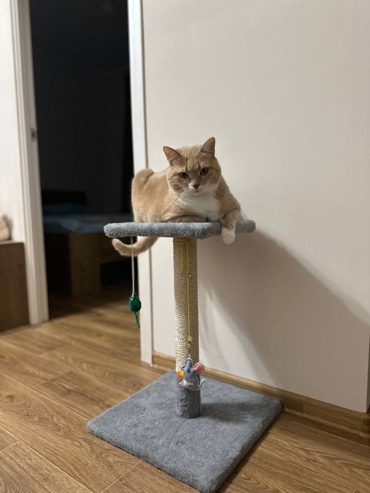 Когтеточка для котов, дряпка, царапка. Кігтєточка для дорослих котиків