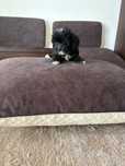Maltipoo mini piekny wlos
