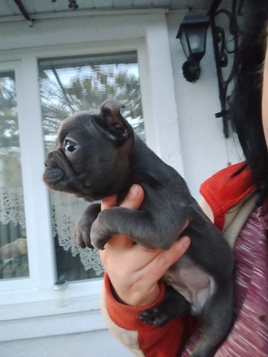 Дівчинка голуба булочка