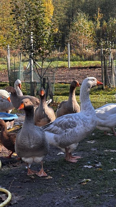 Sprzedam gęsi tegoroczna