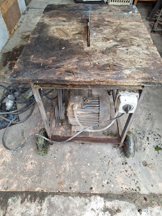 Piła tarczowa  Krajzega Tarczówka