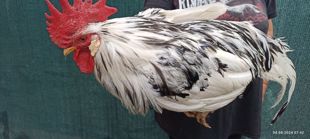 Сім'я курей породи Леггорн Долматинець Борки