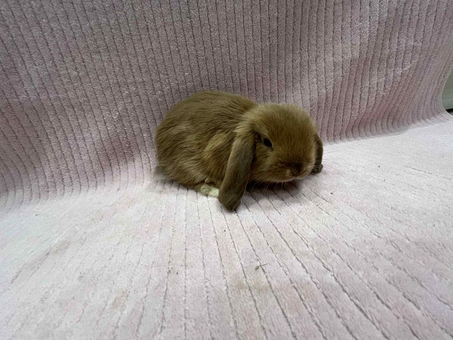 Króliczki Baranki mozliwosc rezerwacji do odbioru w grudniu