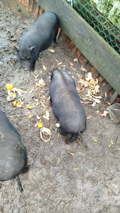 Porca vietnamita muito bem tratada (gordinha)