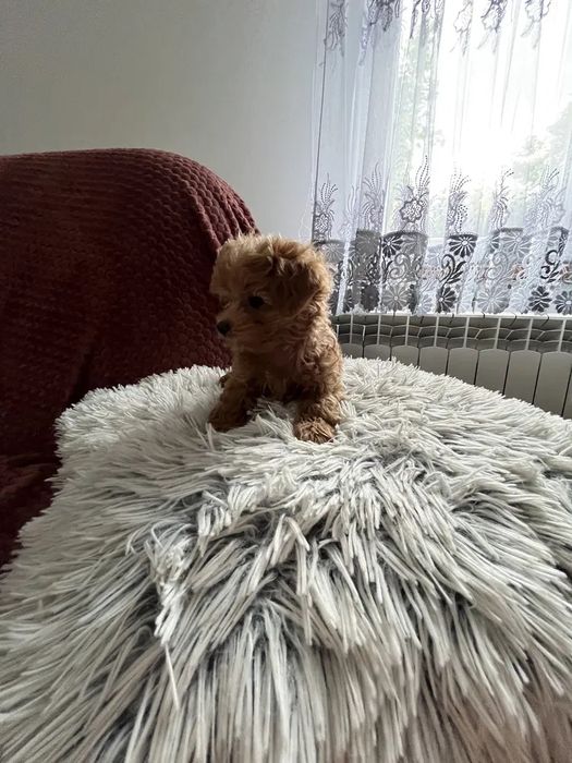 Міні Мальтипу ВИГІДНО‼️Є в різних окрасах Мальтипу f1 Мальтипу f2