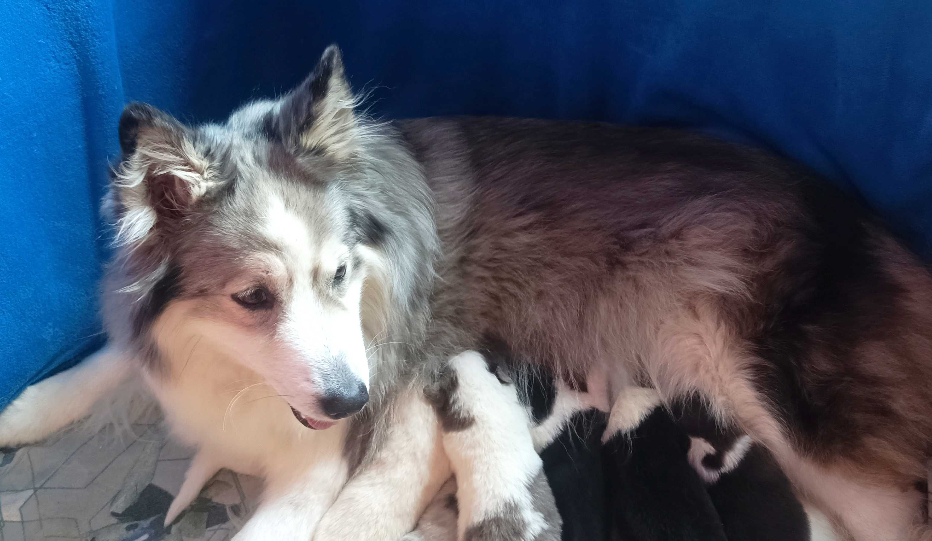 *Border Collie* piesek o wyjątkowej urodzie
