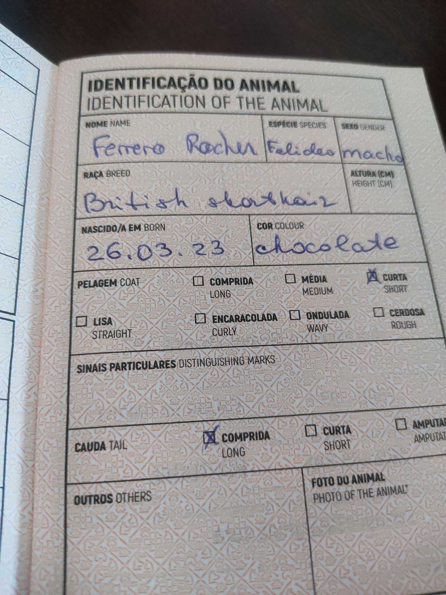 British Shorhair Chocolate para companhia com Pedigree.