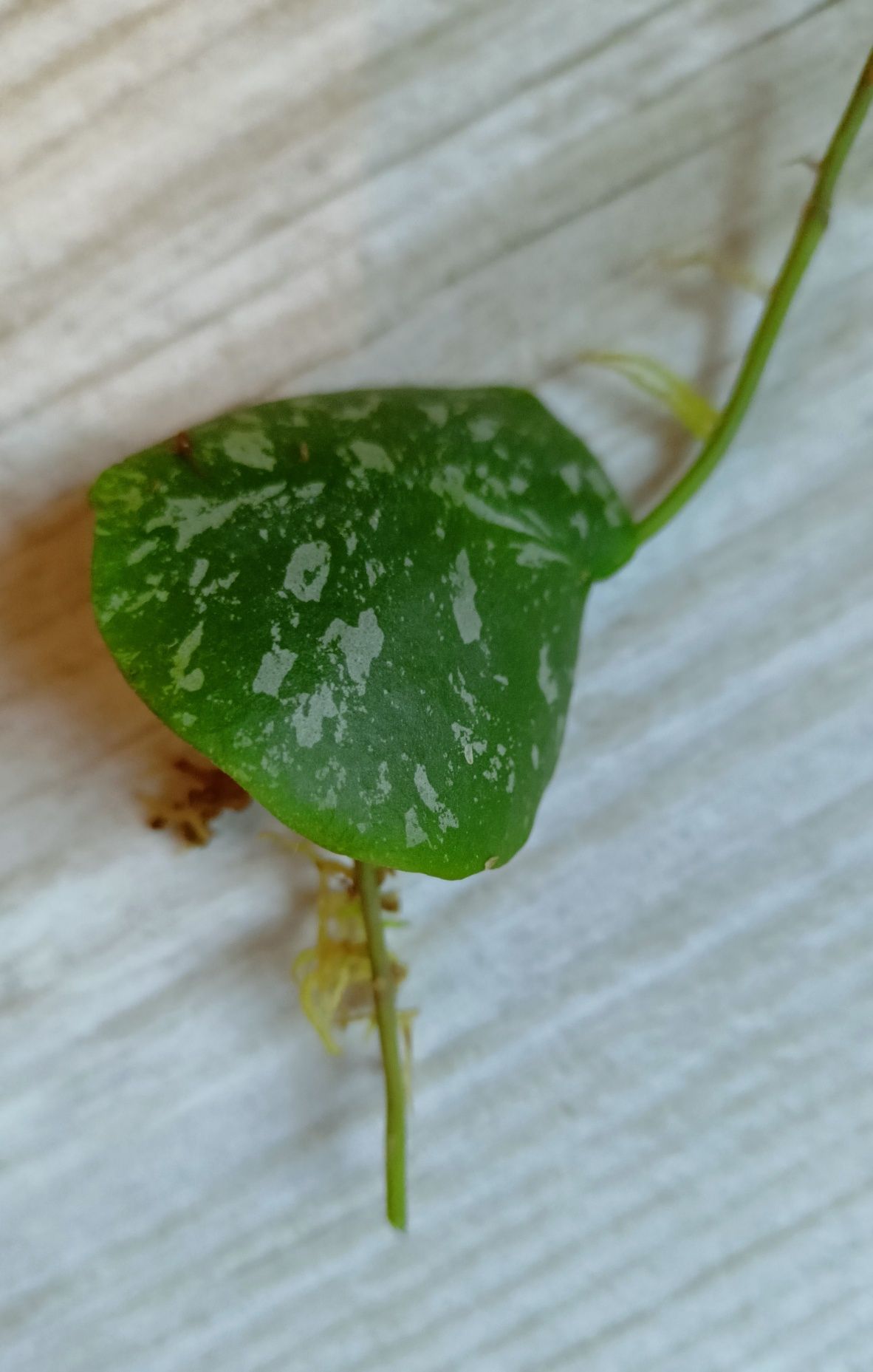 Hoya imbricata sadzonka