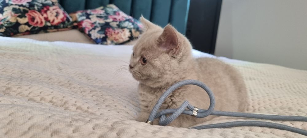 Kocieta brytyjskie BSH