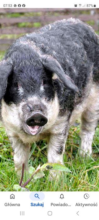 Na sprzedaż Swinia Mangalica