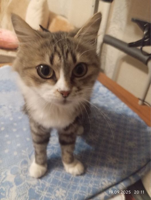 У пошуках родини кицюня