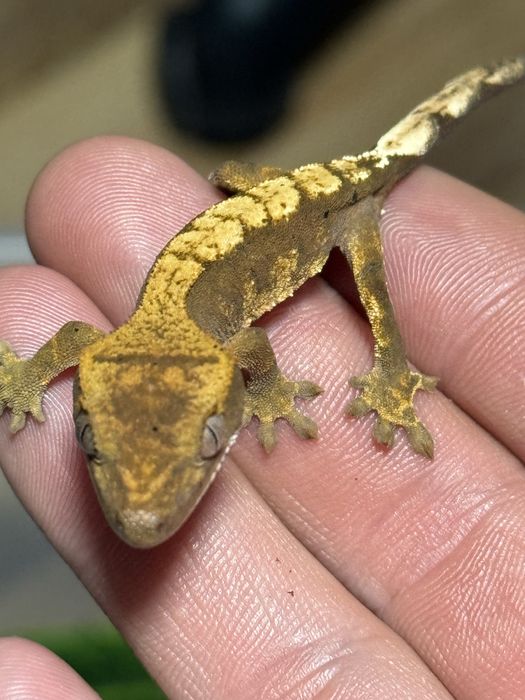 Gekony Orzęsione Młode Gekon