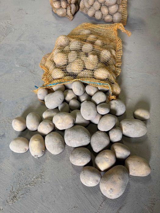 Ziemniaki odmiana Soraya