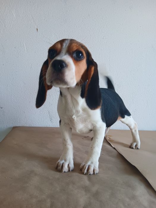 Beagle tricolor  fêmea